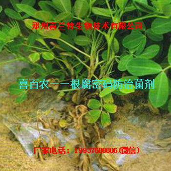 春、夏花生根腐病用什么药好?(根腐密码)花生根腐病特效药